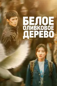 Белое оливковое дерево смотреть